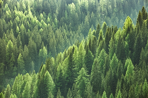 Healthy green trees in a forest of old spruce, fir and pine