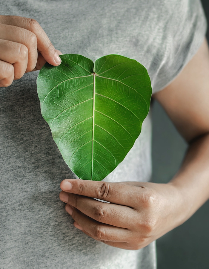 Close up of Hand Holding a Heart Shape Green Leaf on Chest